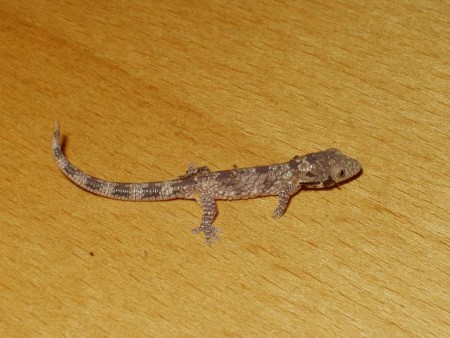 0,0,2 Eurydactylodes agricolae
